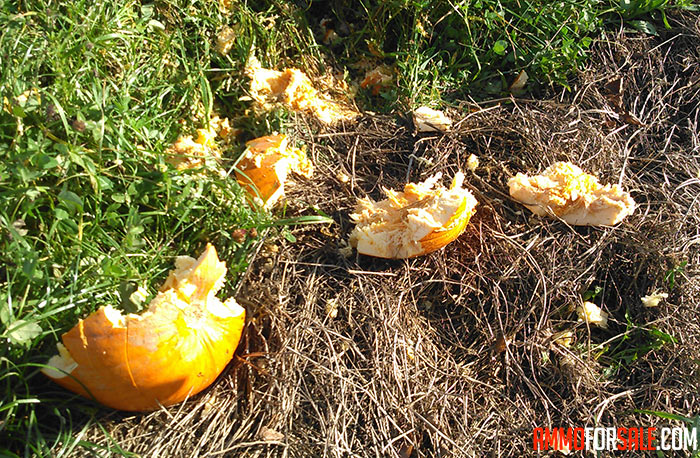 Pumpkin hit by sig sauer ammo