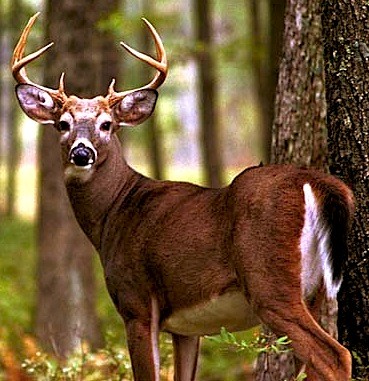 .223 ammo and Hunting .223 ammo is used for whitetail deer hunting